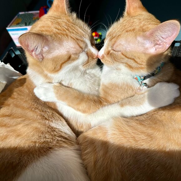 Meet your Posher, Amy - Picture 5 of 6